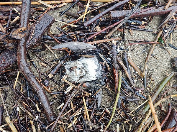 Fratercula arctica  - Diego López