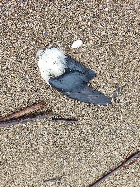 Fratercula arctica  - Diego López