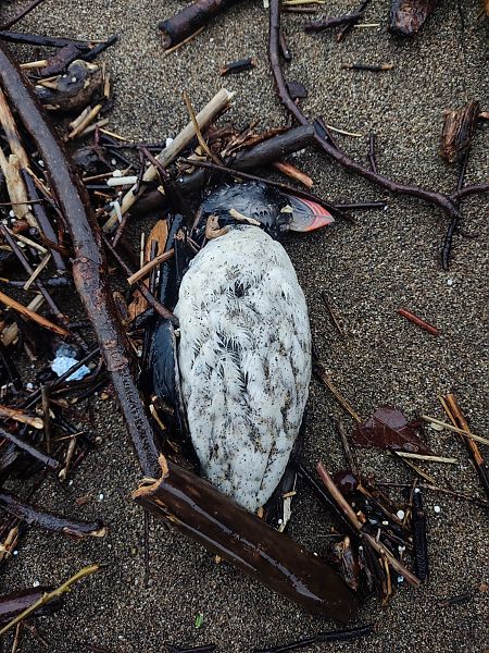 Fratercula arctica  - Diego López