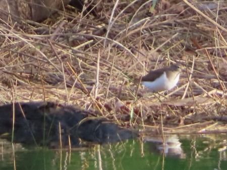 Kuliska txikia  - Jose Manuel Unanue