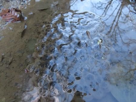 Rana bermeja  - Jose Manuel Unanue