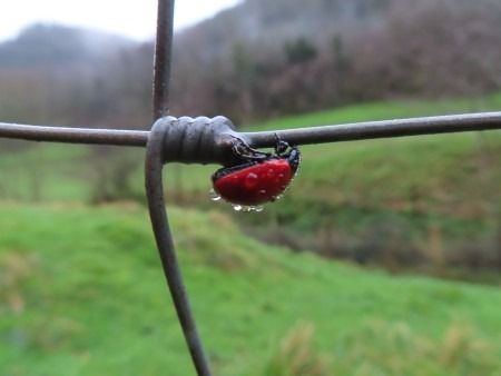 Chrysomela populi  - Jose Manuel Unanue