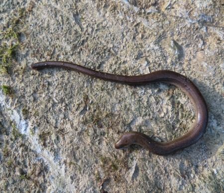 Ziraun  - Jose Manuel Unanue