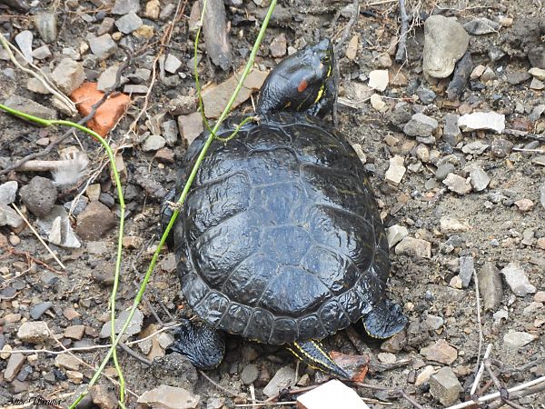 Floridako apoarmatu (T.s.elegans)  - Aitor Urrutia