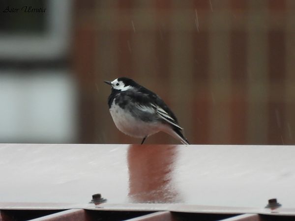 Motacilla alba yarrellii  - Aitor Urrutia