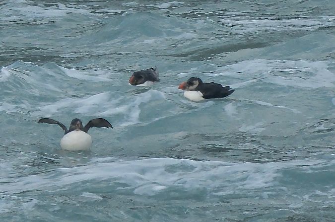 Atlantic Puffin  - Geoffroy Chabot