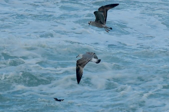 Fratercula arctica  - Geoffroy Chabot
