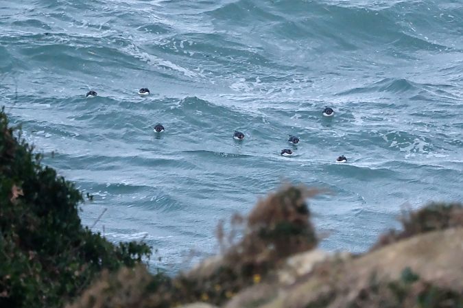 Fratercula arctica  - Geoffroy Chabot