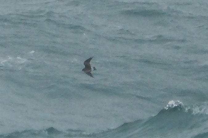 Ekaitz-txori handia  - Geoffroy Chabot