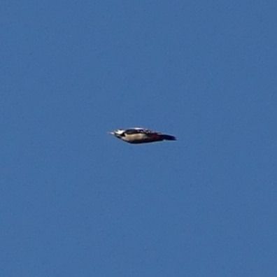 Okil handia  - Luka Meléndez Arteaga