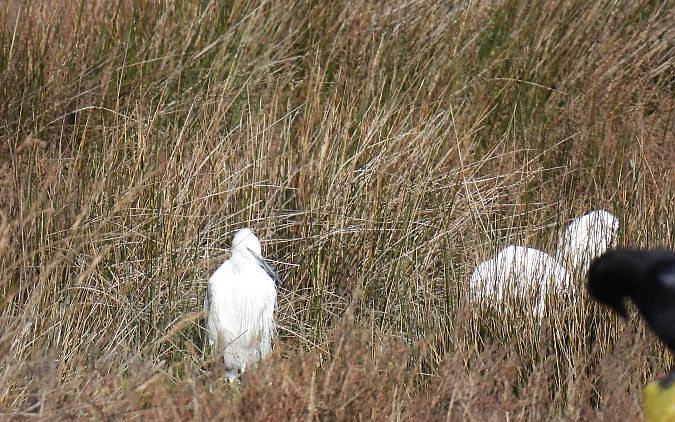 Koartzatxo txikia  - Juana Oyanguren