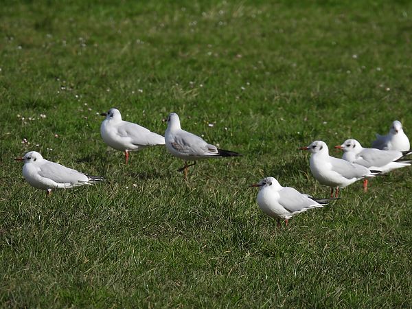 Antxeta mokogorria  - Juana Oyanguren