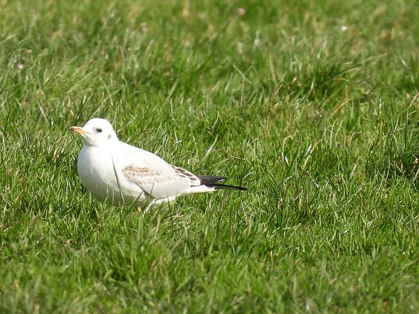 Antxeta mokogorria  - Juana Oyanguren
