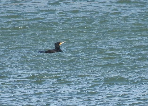 Ubarroi handia  - Juana Oyanguren