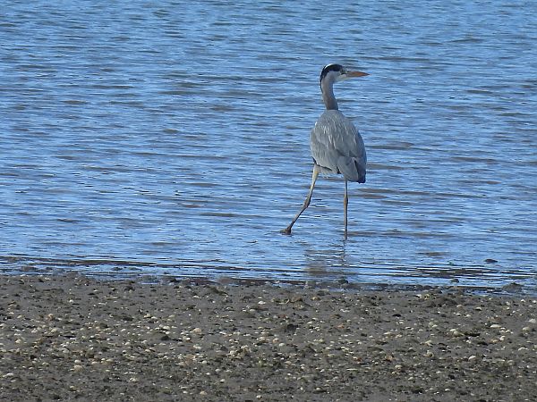 Koartza hauskara  - Juana Oyanguren