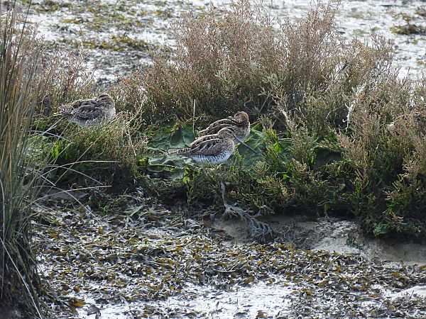 Istingor arrunta  - Juana Oyanguren