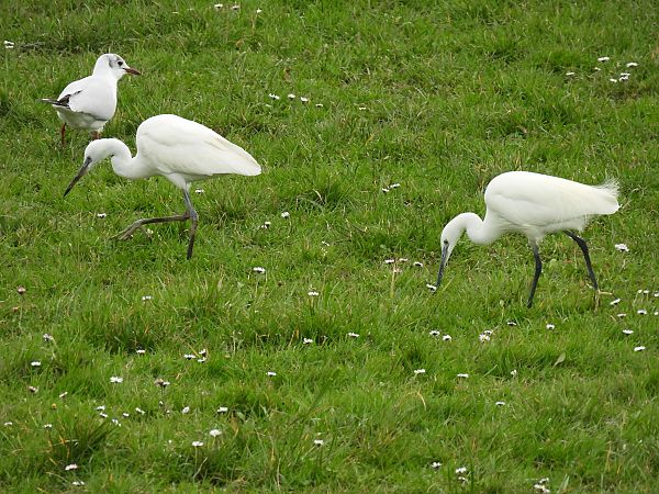 Koartzatxo txikia  - Juana Oyanguren