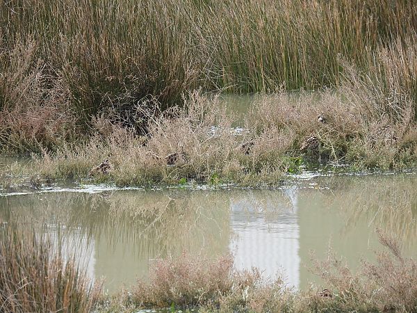 Istingor arrunta  - Juana Oyanguren