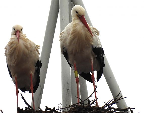 Zikoina zuria  - Juana Oyanguren