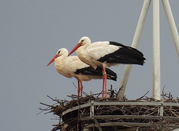 Zikoina zuria  - Juana Oyanguren