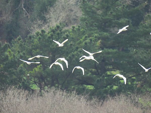 Koartza zuria  - Juana Oyanguren