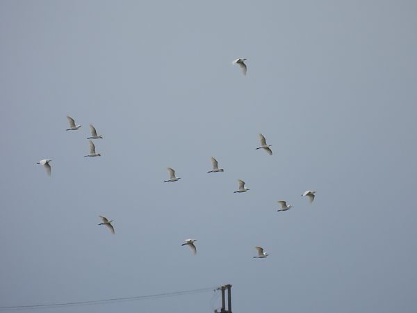 Koartza zuria  - Juana Oyanguren