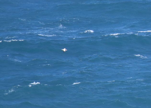 Zanga arrunta  - Juana Oyanguren