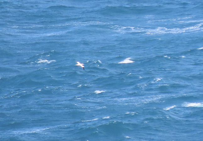 Zanga arrunta  - Juana Oyanguren