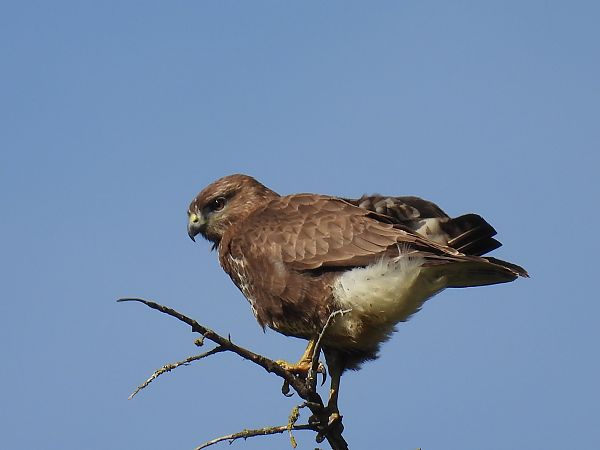 Zapelatz arrunta  - Juana Oyanguren