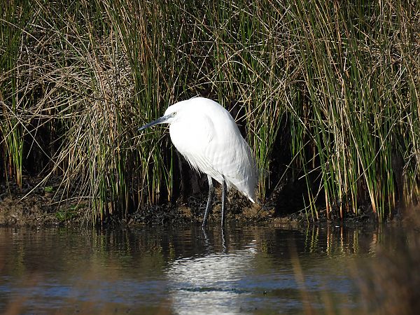 Koartzatxo txikia  - Juana Oyanguren