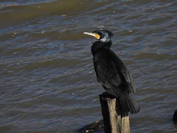 Ubarroi handia  - Juana Oyanguren