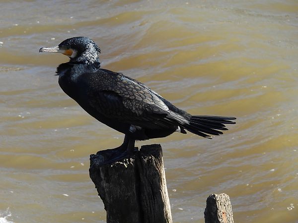 Ubarroi handia  - Juana Oyanguren