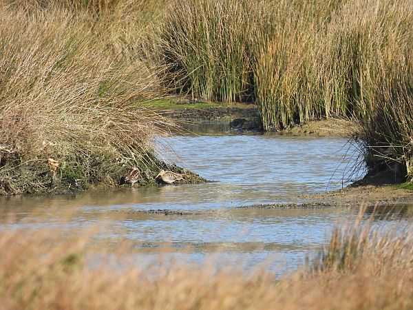 Istingor arrunta  - Juana Oyanguren