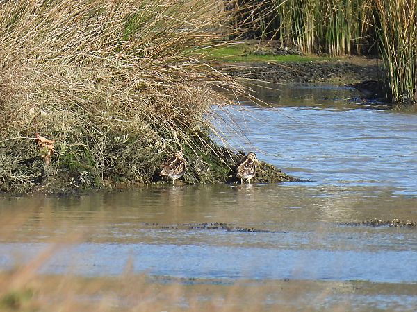 Istingor arrunta  - Juana Oyanguren