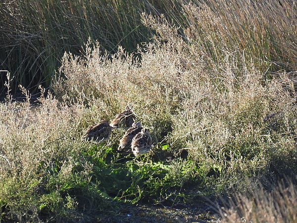 Istingor arrunta  - Juana Oyanguren