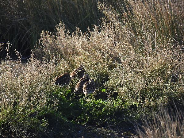 Istingor arrunta  - Juana Oyanguren