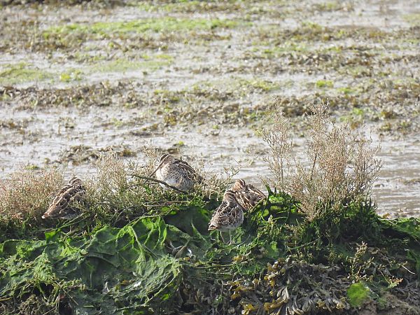 Agachadiza Común  - Juana Oyanguren