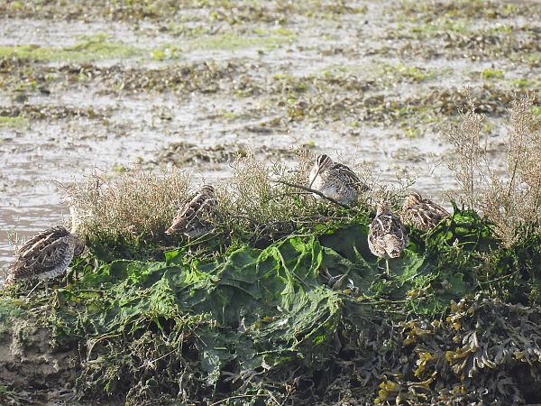 Istingor arrunta  - Juana Oyanguren