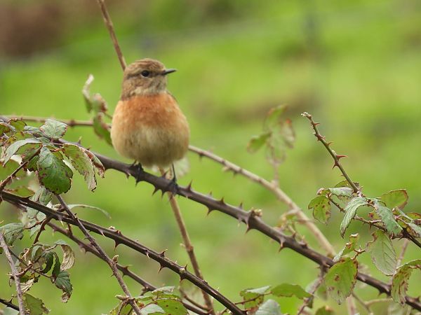 Pitxartxar burubeltza  - Juana Oyanguren
