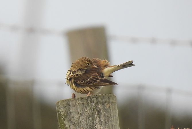Negu-txirta  - Juana Oyanguren