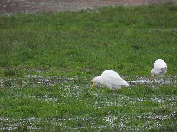 Koartzatxo itzaina  - Juana Oyanguren
