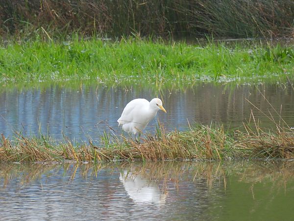 Koartzatxo itzaina  - Juana Oyanguren