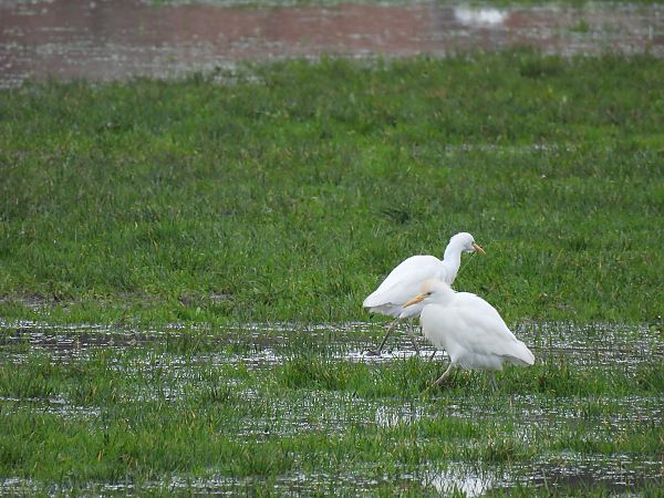 Koartzatxo itzaina  - Juana Oyanguren