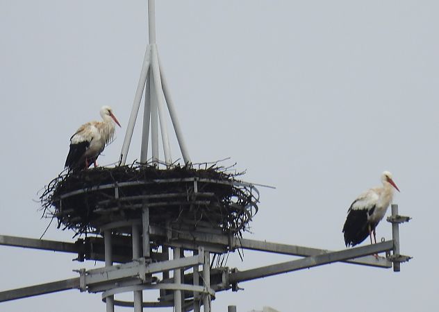 Zikoina zuria  - Juana Oyanguren