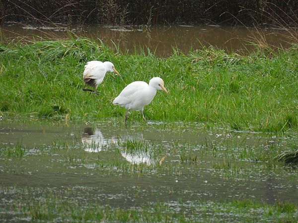 Koartzatxo itzaina  - Juana Oyanguren