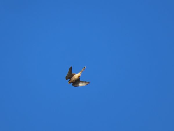 Belatz gorria  - Juana Oyanguren