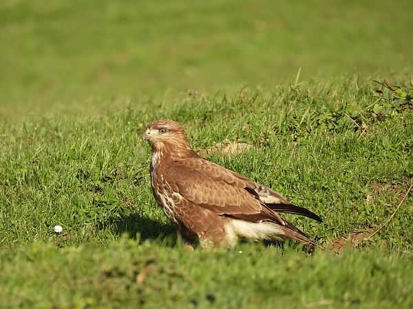 Zapelatz arrunta  - Juana Oyanguren