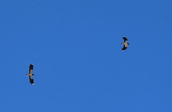 Hegabera  - Juana Oyanguren