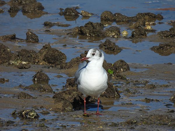Antxeta mokogorria  - Juana Oyanguren