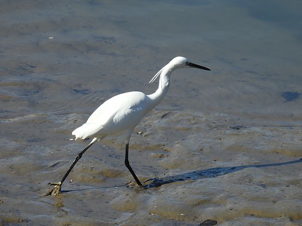 Koartzatxo txikia  - Juana Oyanguren